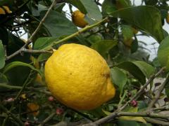 Citroník limonový (pravý) (Citrus limon (L.) Burm. f.)