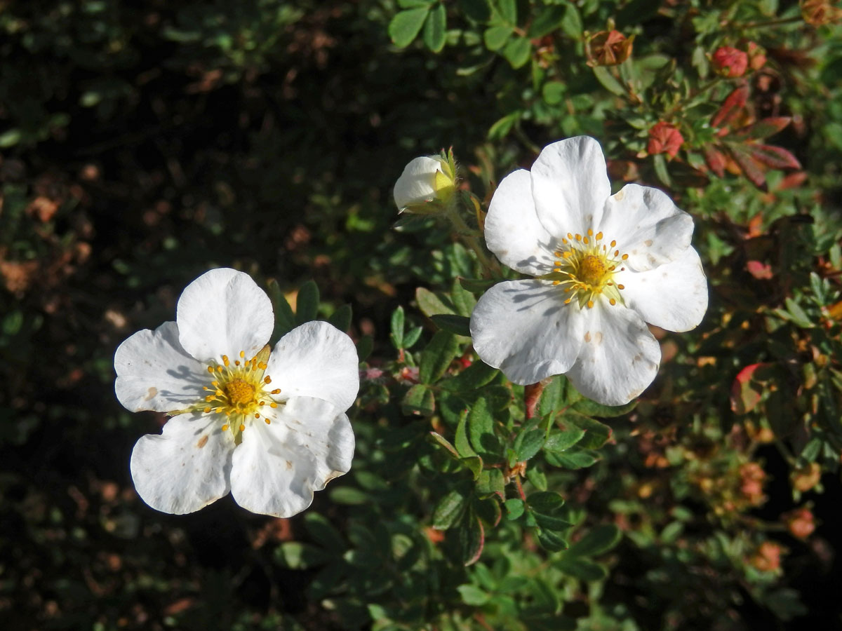 Mochna křovitá (Potentilla fructicosa L.), šestičetné květy (1)