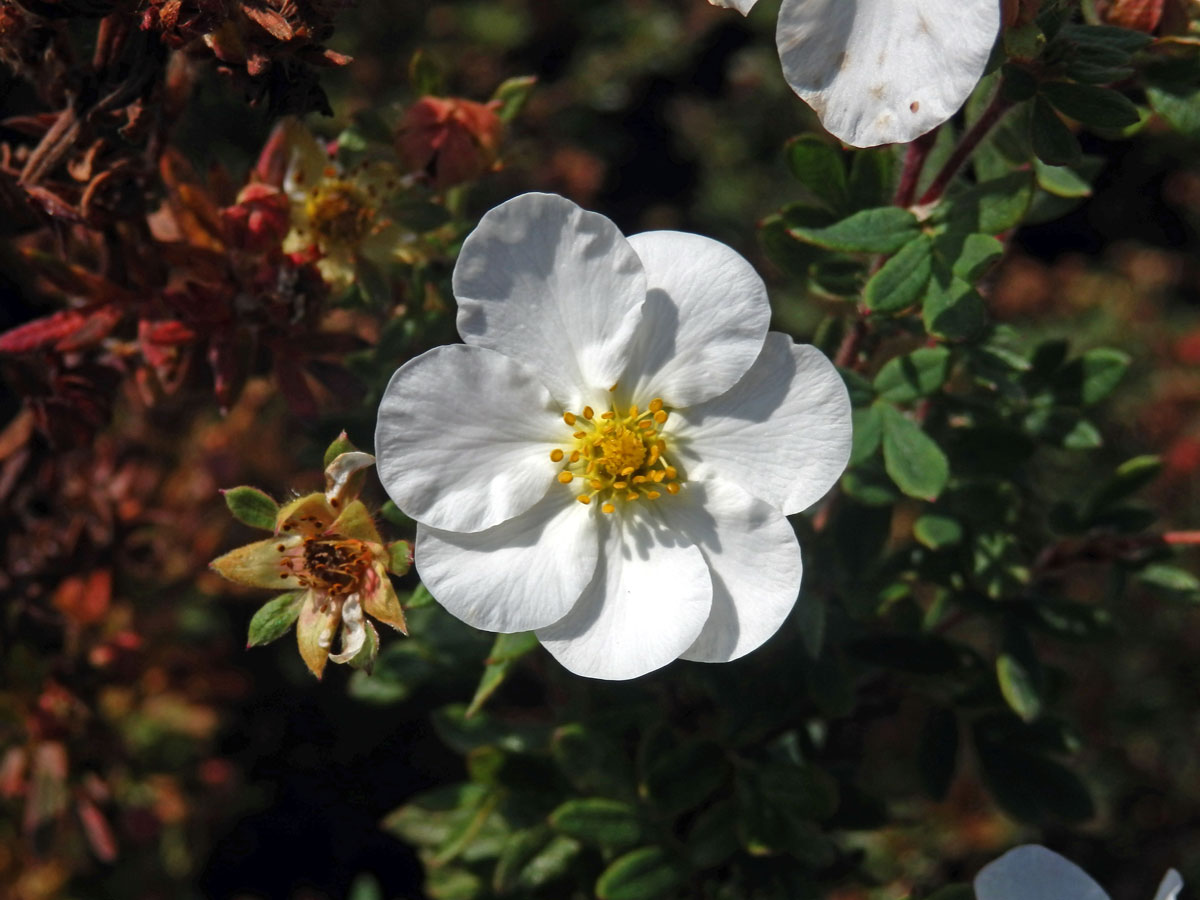 Mochna křovitá (Potentilla fructicosa L.), sedmičetný květ (1)