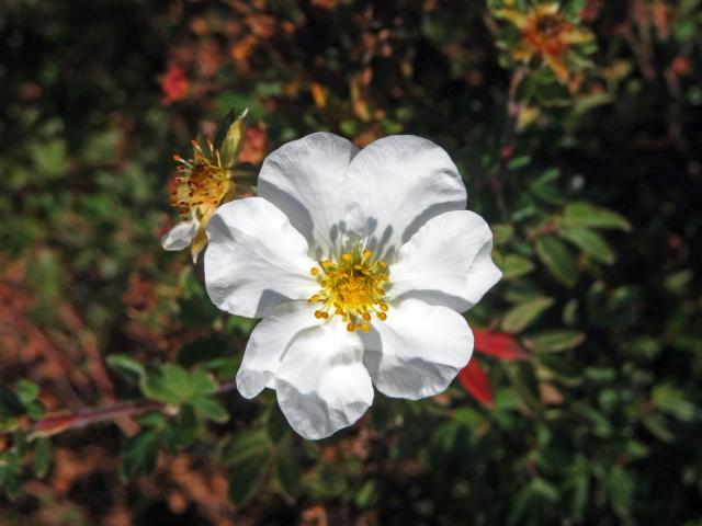 Mochna křovitá (Potentilla fructicosa L.), sedmičetný květ (2)