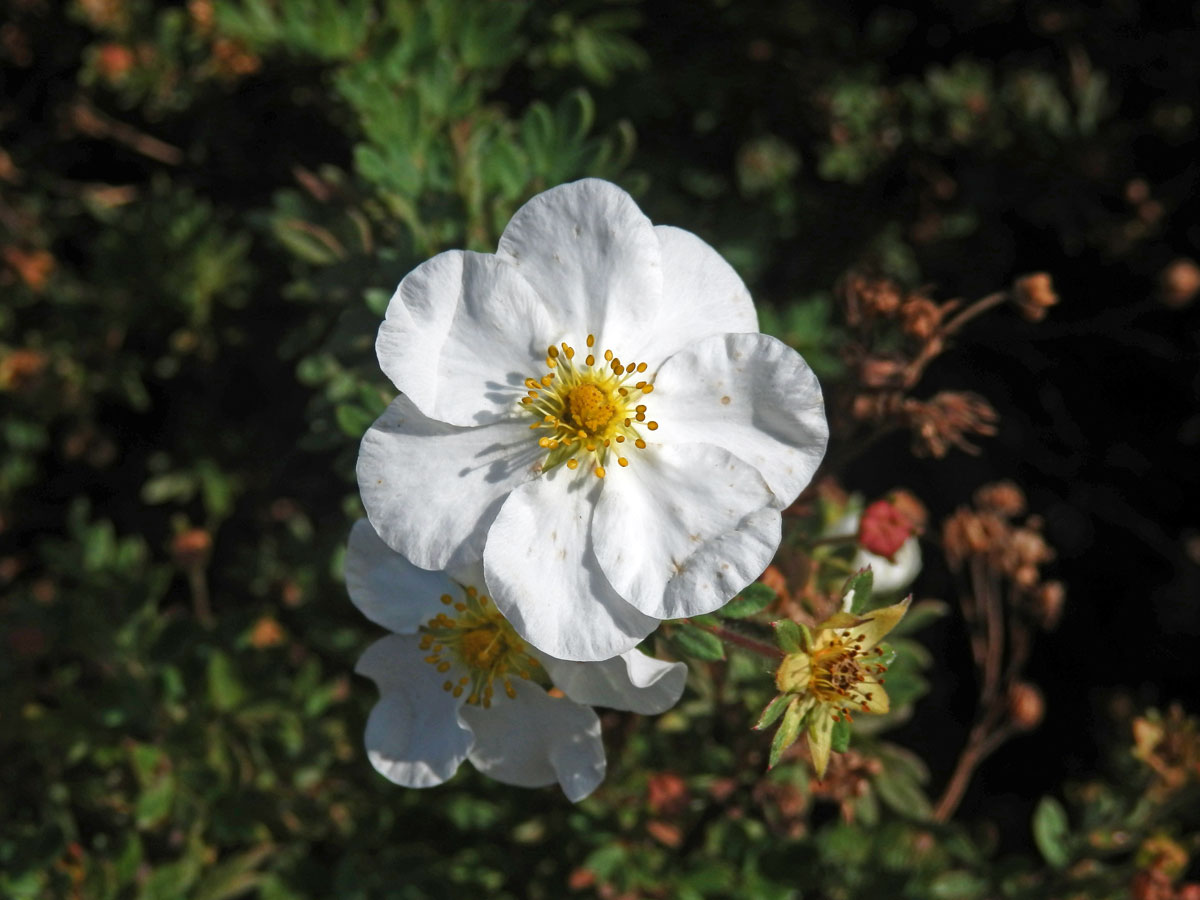 Mochna křovitá (Potentilla fructicosa L.), sedmičetný květ (3)