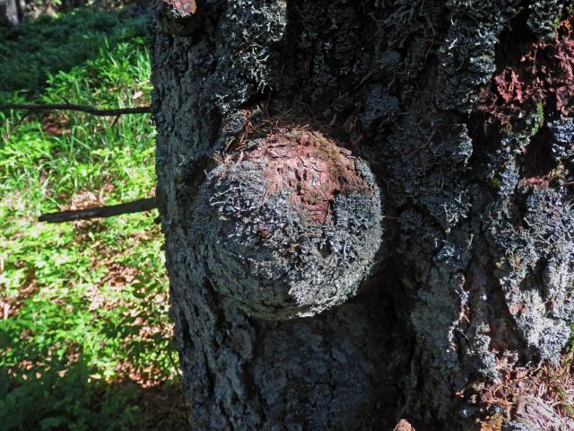 Smrk ztepilý (Picea abies (L.) Karsten) (36) s nádorem na kmeni