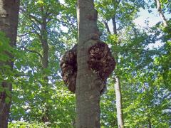 Nádor na buku lesním (Fagus sylvatica L.) (40b)