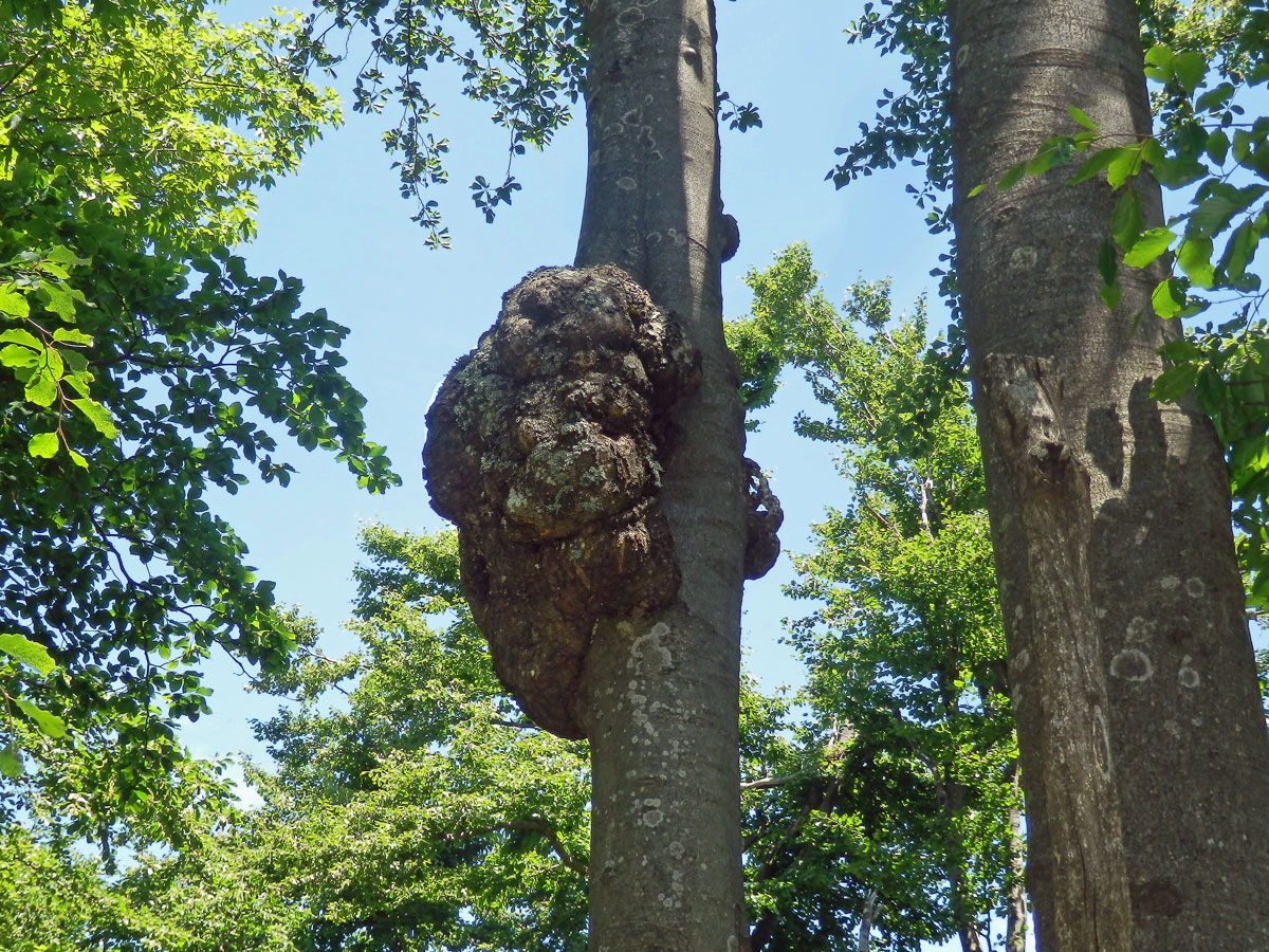 Nádor na buku lesním (Fagus sylvatica L.) (40c)