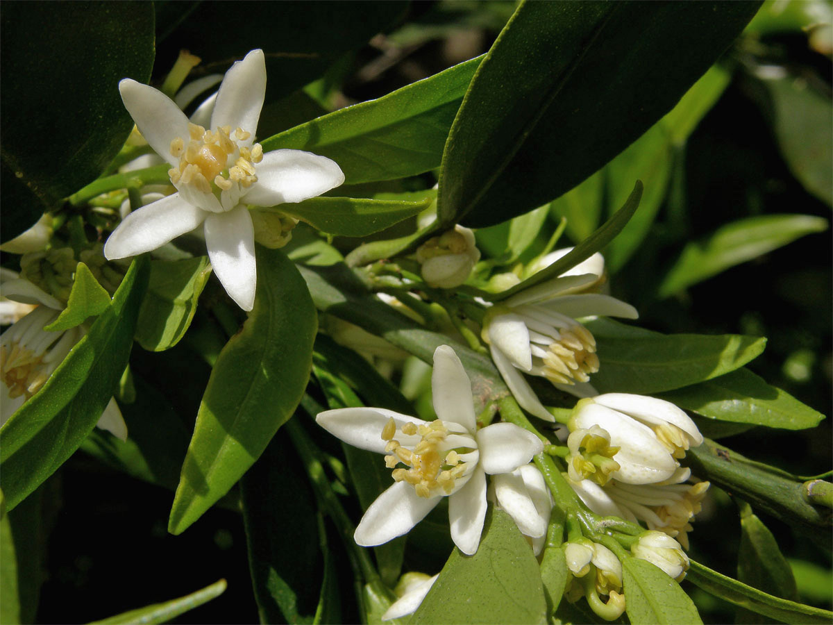 Mandarinka obecná (Citrus reticulata L.)