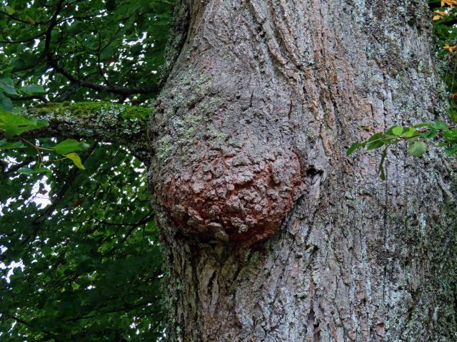 Lípa velkolistá (Tilia platyphyllos Scop.) (68) s nádorem na kmeni