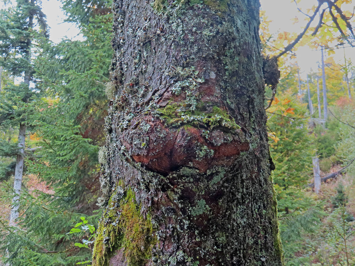 Javor klen (Acer pseudoplatanus L.) s nádorem na kmeni (72)