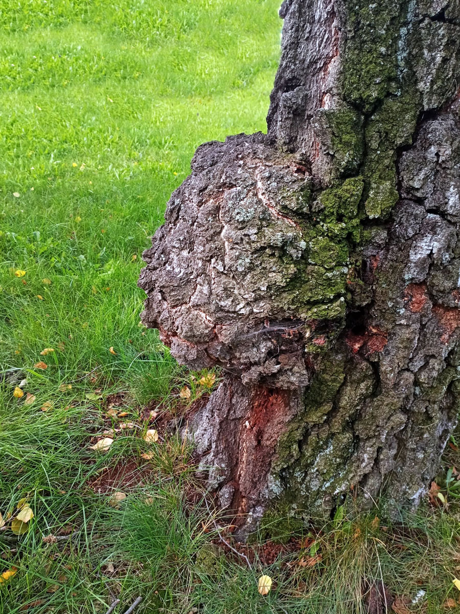 Nádor na bříze bělokoré (Betula pendula Roth) (108)