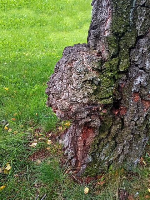 Nádor na bříze bělokoré (Betula pendula Roth) (108)