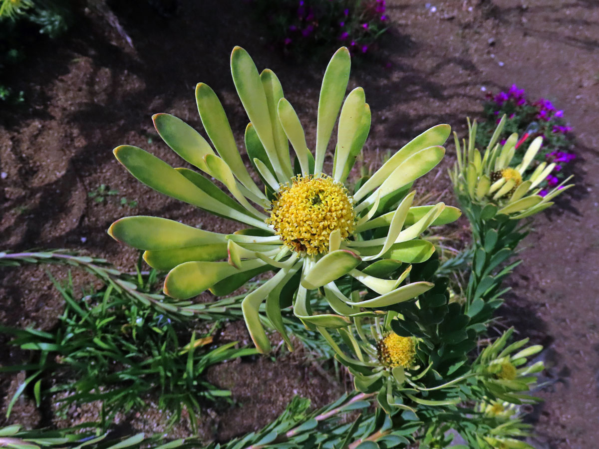 Leucadendron flexuosum I. Williams