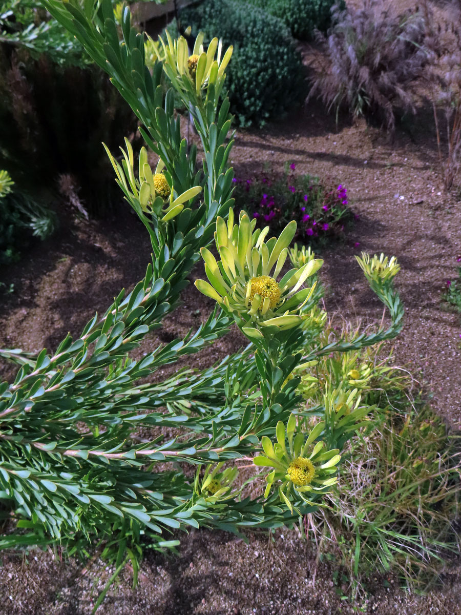 Leucadendron flexuosum I. Williams