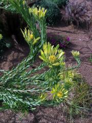 Leucadendron flexuosum I. Williams