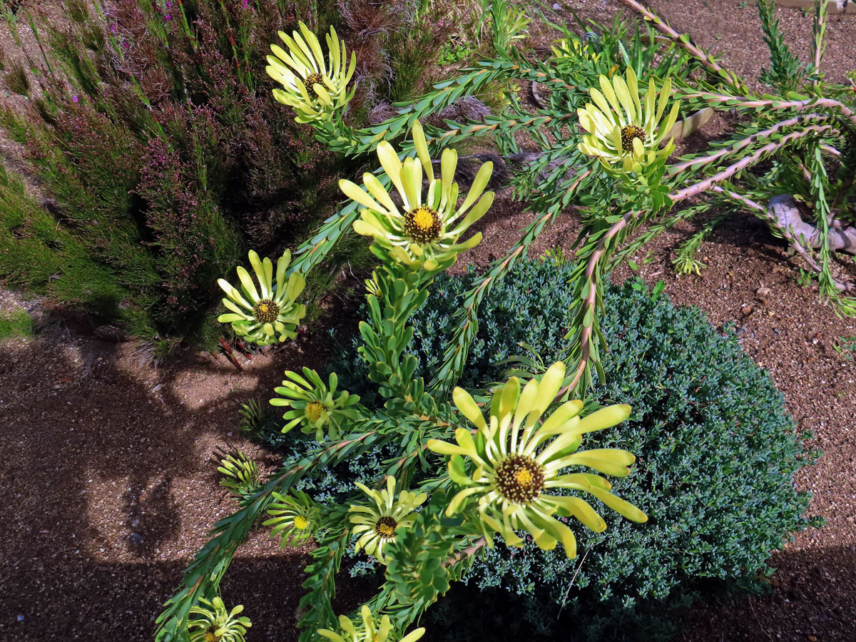 Leucadendron flexuosum I. Williams