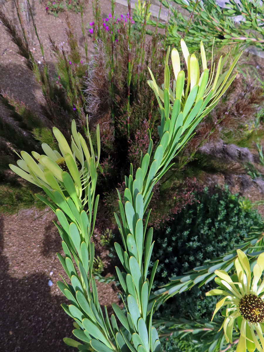 Leucadendron flexuosum I. Williams