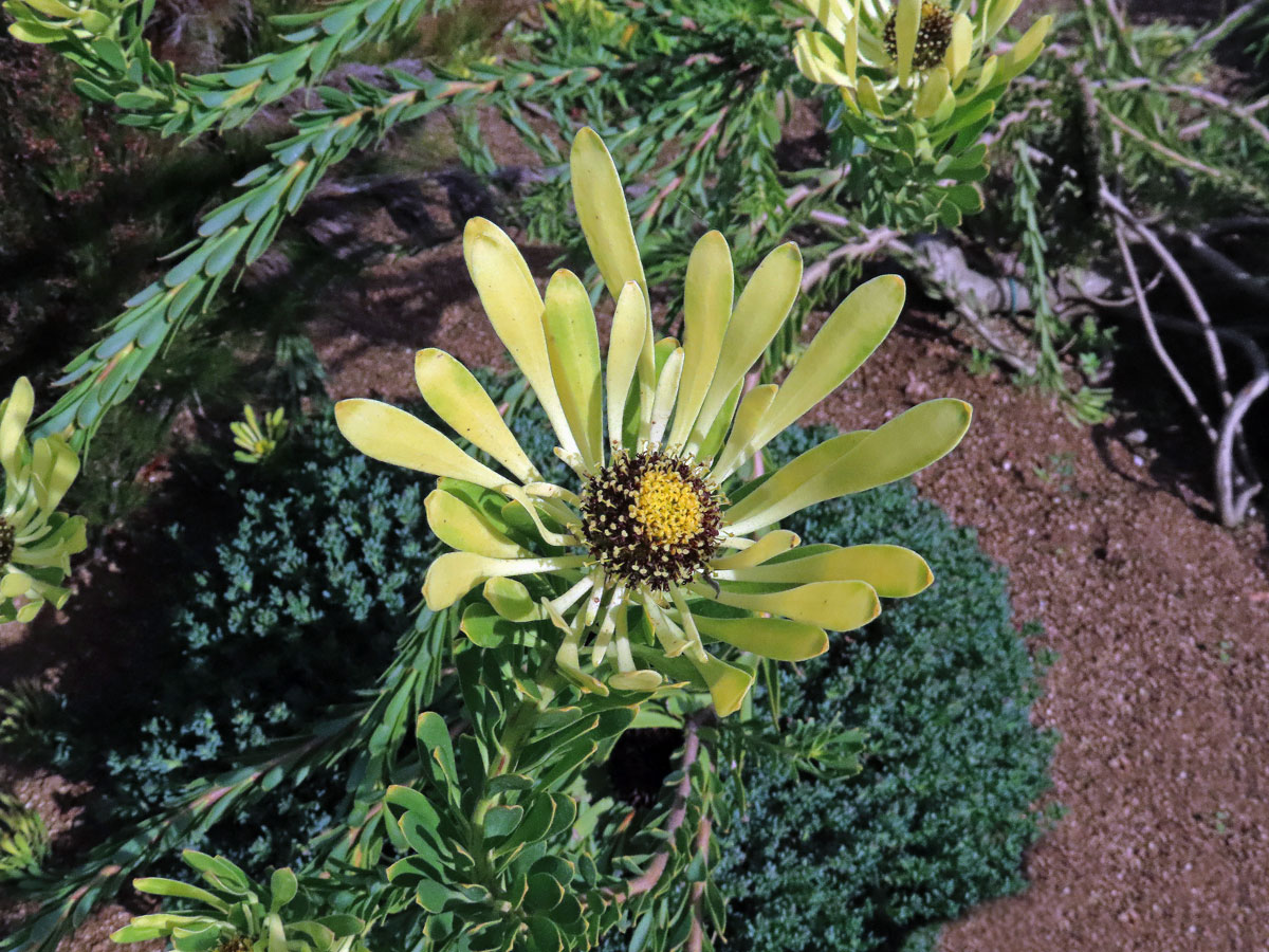 Leucadendron flexuosum I. Williams