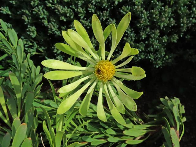 Leucadendron flexuosum I. Williams