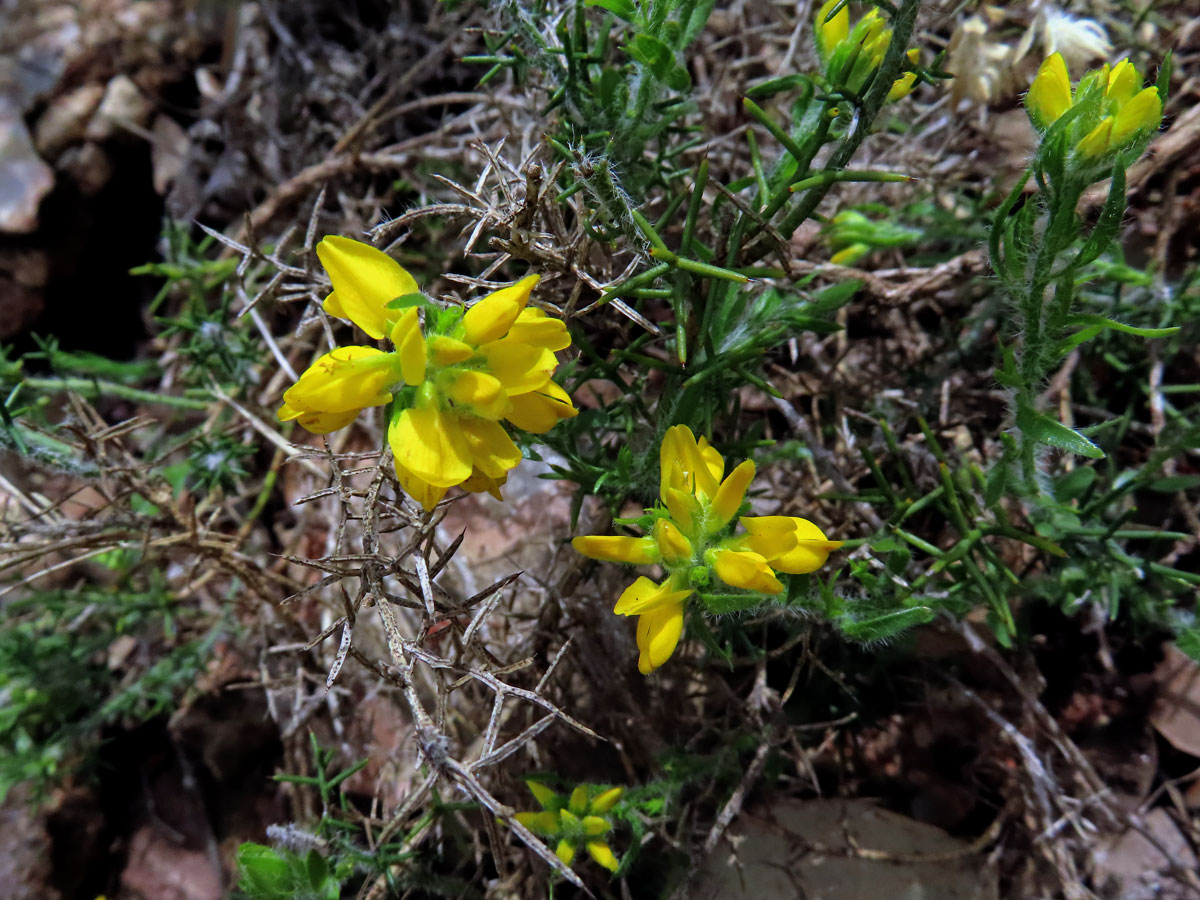 Kručinka španělská (Genista hispanica L.)