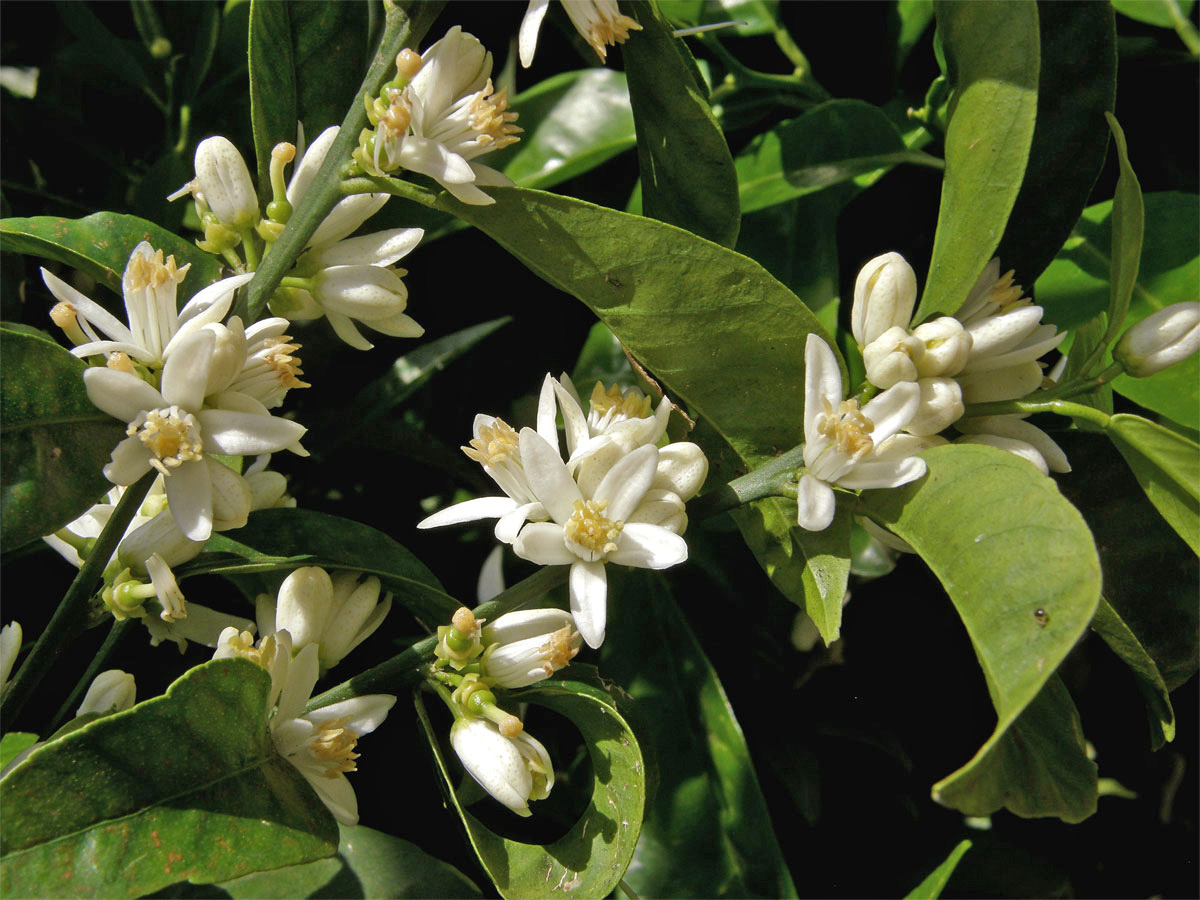 Mandarinka obecná (Citrus reticulata L.)