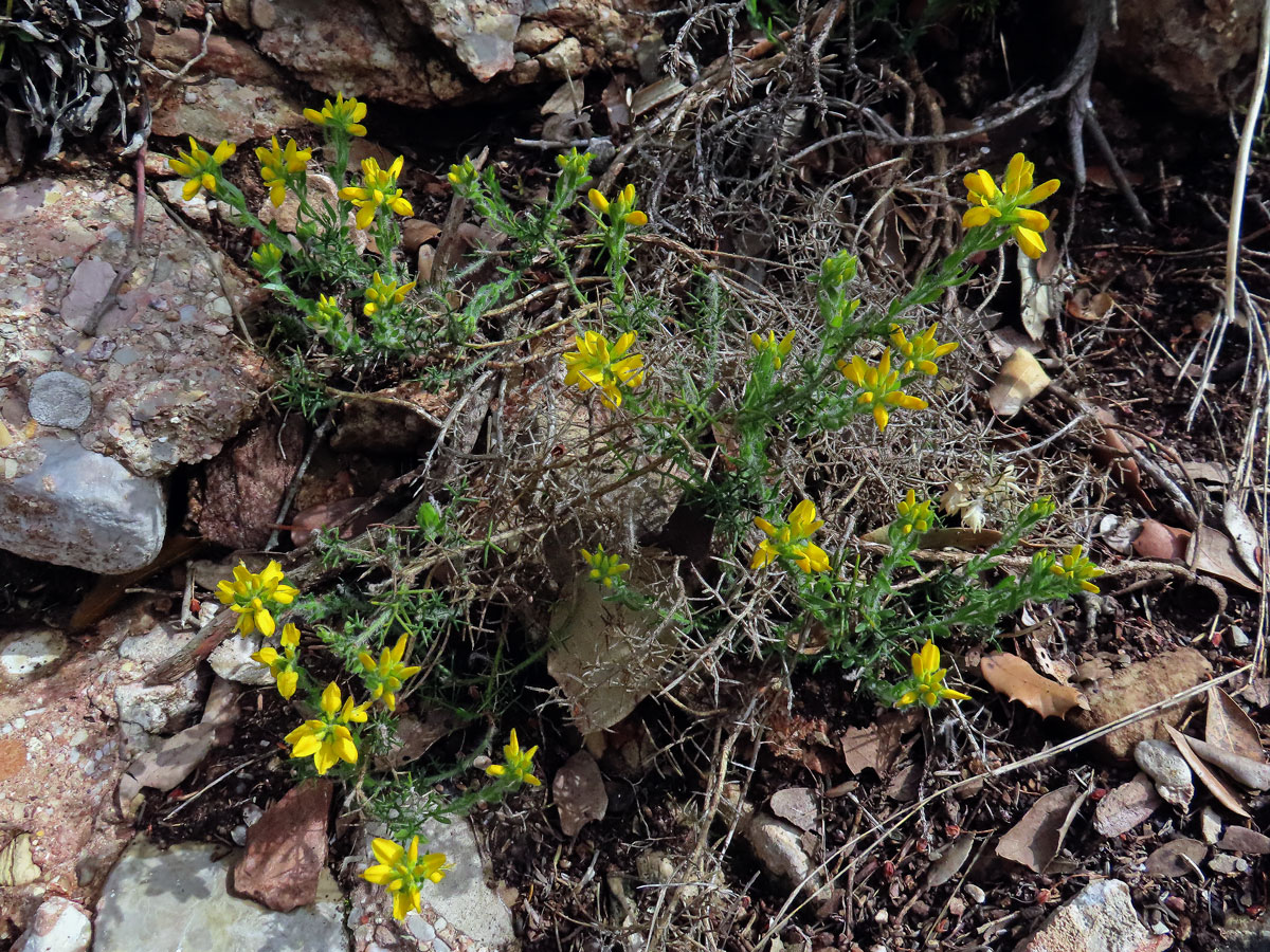 Kručinka španělská (Genista hispanica L.)