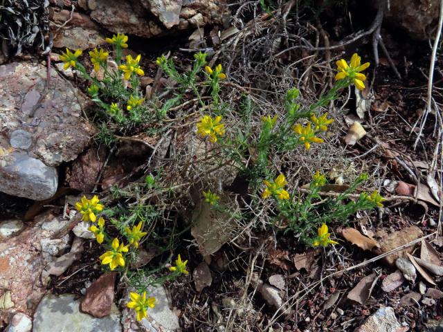 Kručinka španělská (Genista hispanica L.)