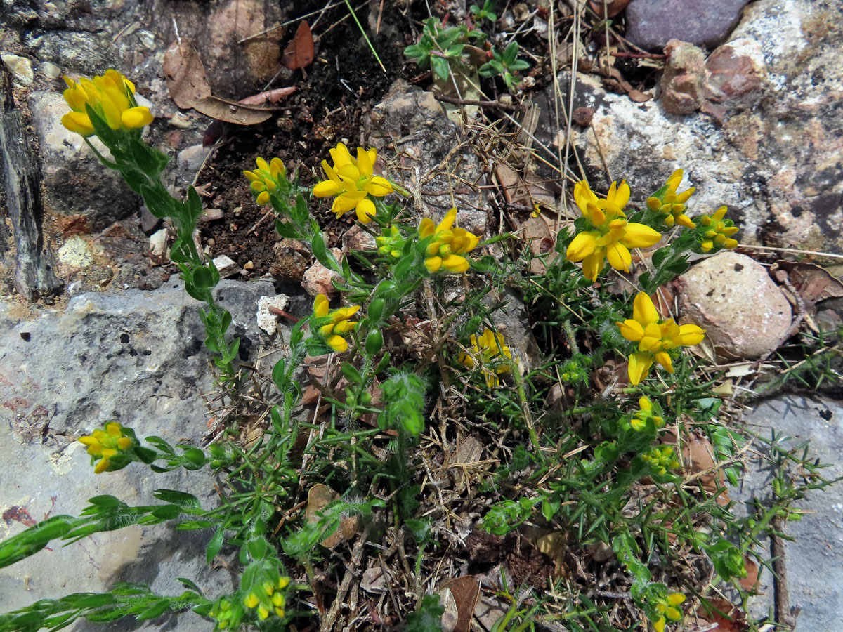 Kručinka španělská (Genista hispanica L.)