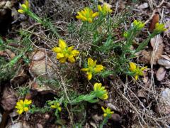 Kručinka španělská (Genista hispanica L.)