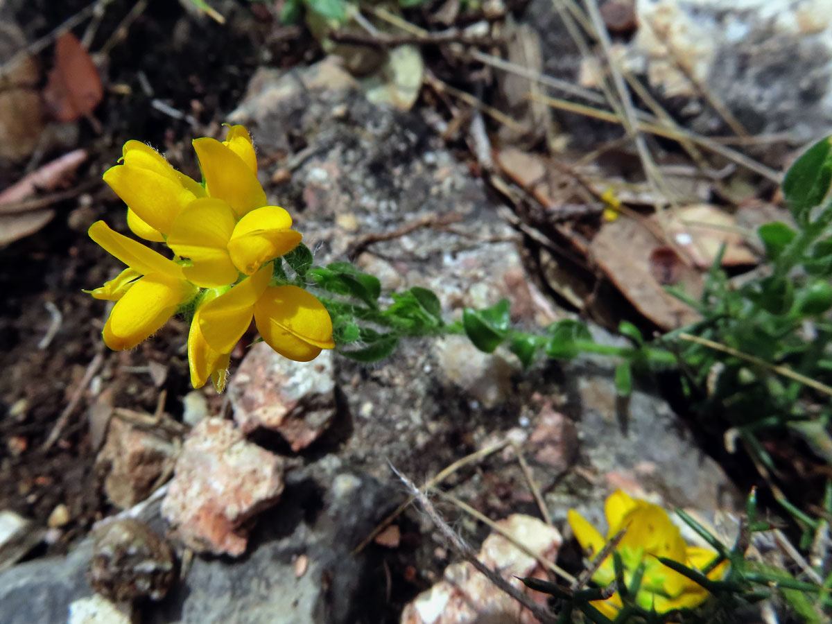 Kručinka španělská (Genista hispanica L.)