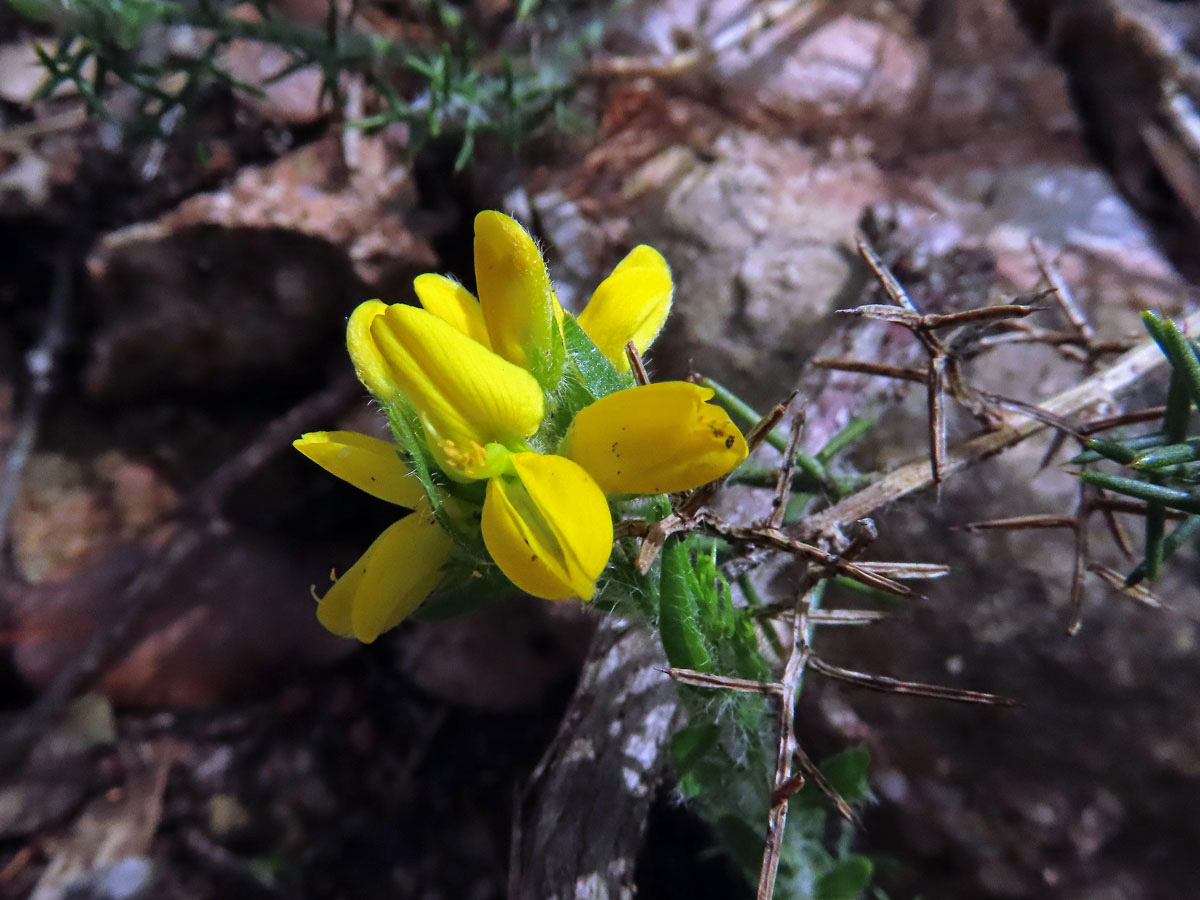 Kručinka španělská (Genista hispanica L.)