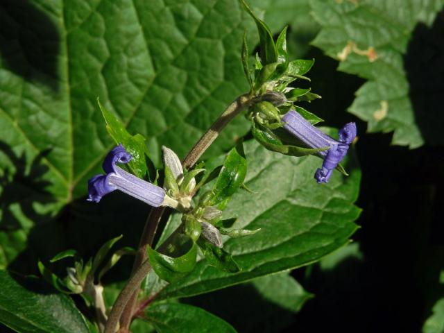 Plamének bolševníkolistý (Clematis heracleifolia DC.)