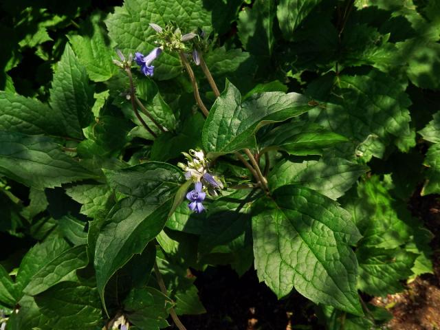 Plamének bolševníkolistý (Clematis heracleifolia DC.)