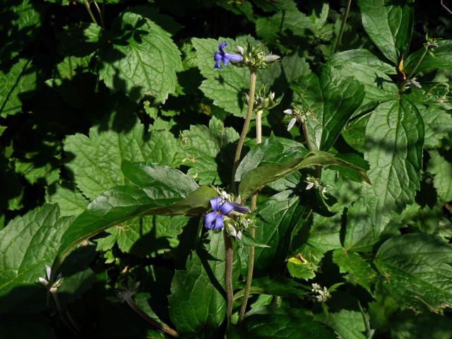 Plamének bolševníkolistý (Clematis heracleifolia DC.)