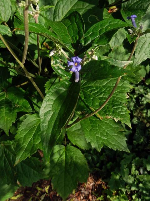 Plamének bolševníkolistý (Clematis heracleifolia DC.)