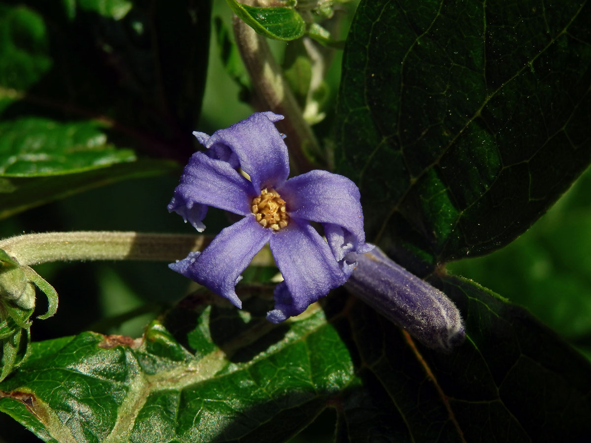 Plamének bolševníkolistý (Clematis heracleifolia DC.)