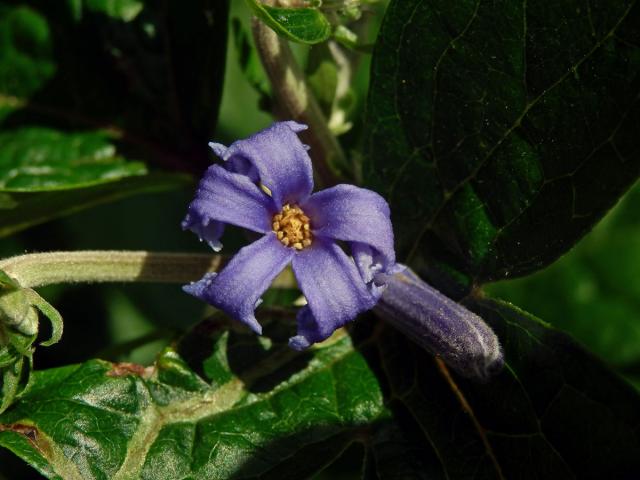 Plamének bolševníkolistý (Clematis heracleifolia DC.)