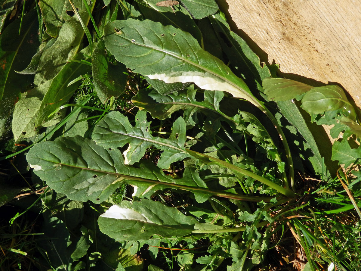 Chybění chlorofylu rokety seté (Eruca sativa (L.) Mill.)