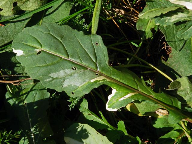 Chybění chlorofylu rokety seté (Eruca sativa (L.) Mill.)