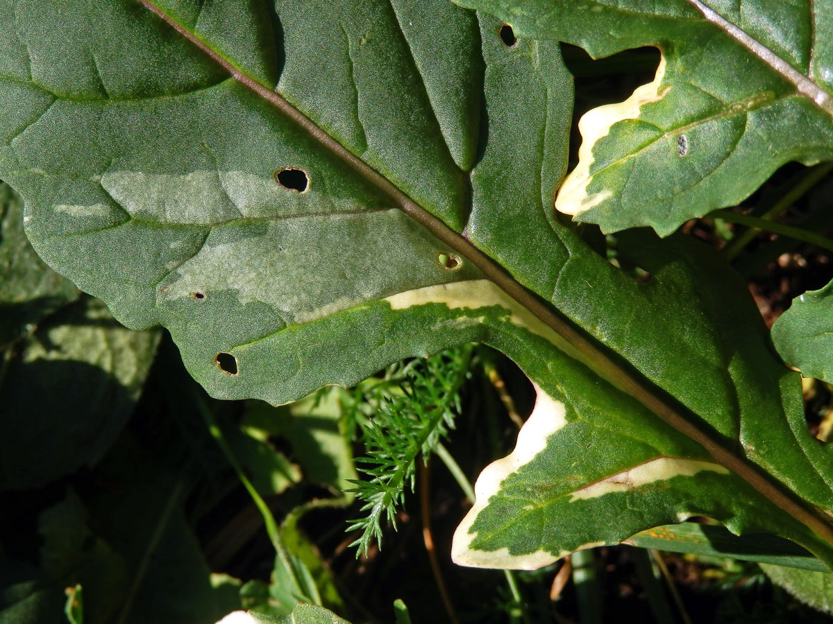 Chybění chlorofylu rokety seté (Eruca sativa (L.) Mill.)