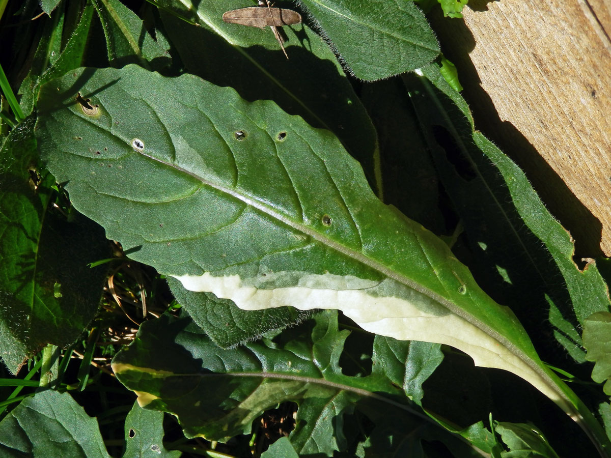 Chybění chlorofylu rokety seté (Eruca sativa (L.) Mill.)