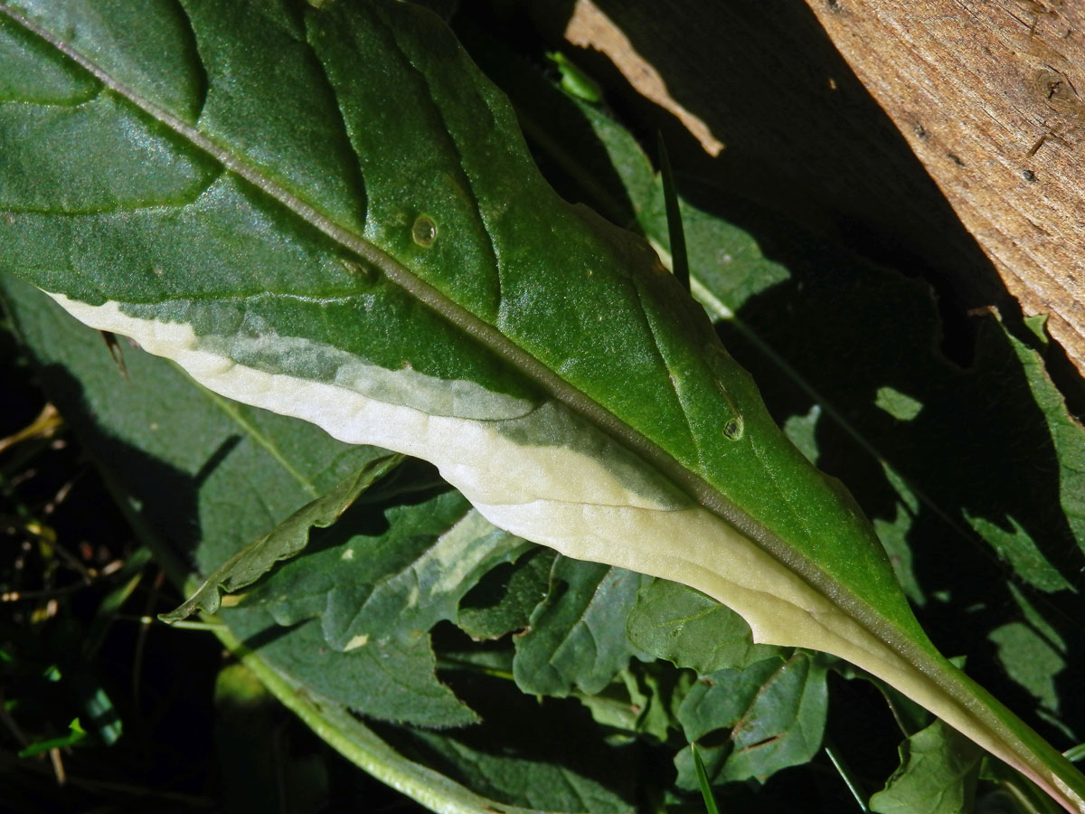 Chybění chlorofylu rokety seté (Eruca sativa (L.) Mill.)