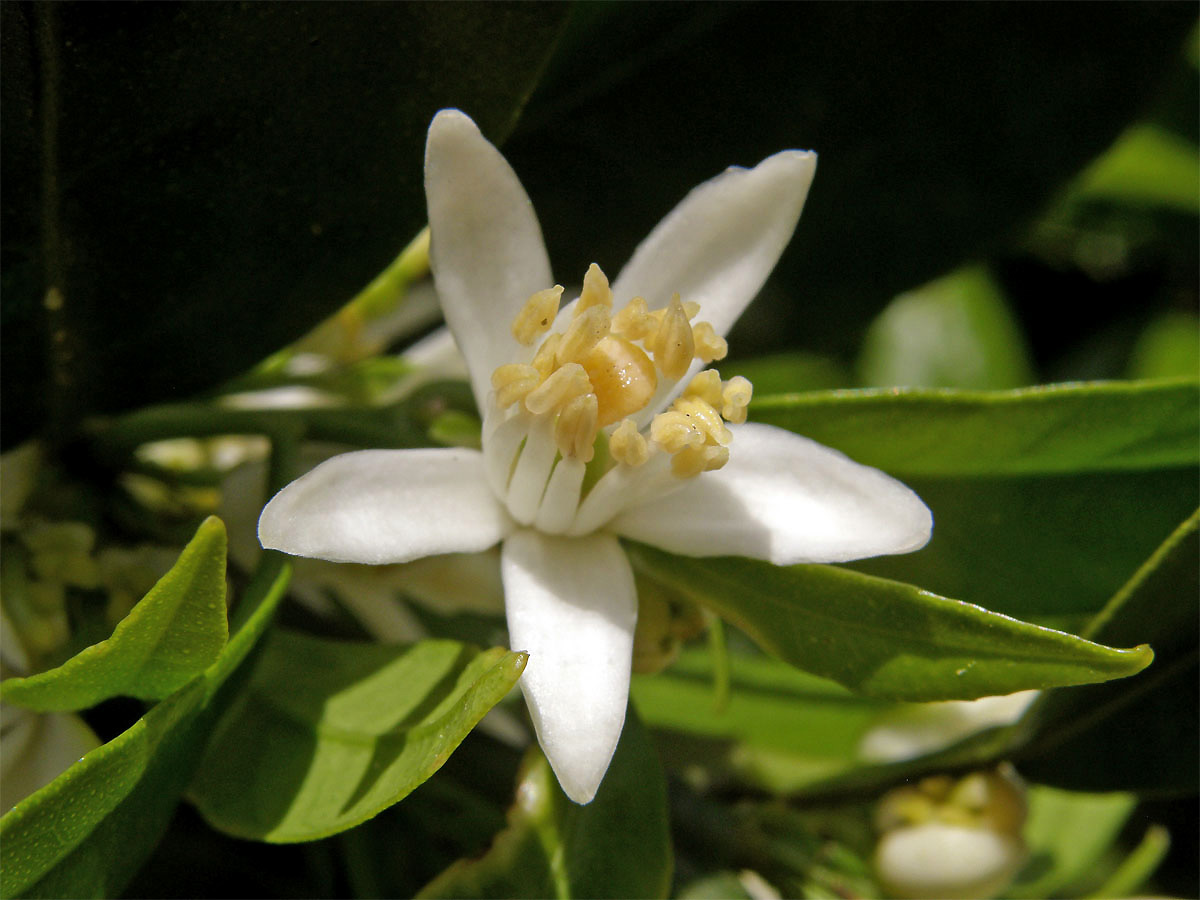 Mandarinka obecná (Citrus reticulata L.)