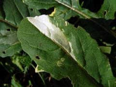 Chybění chlorofylu rokety seté (Eruca sativa (L.) Mill.)