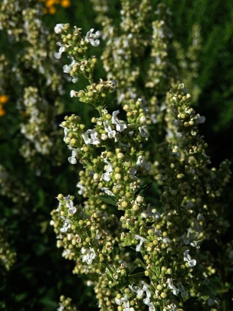 Šanta lesostepní (Nepeta nuda L.)