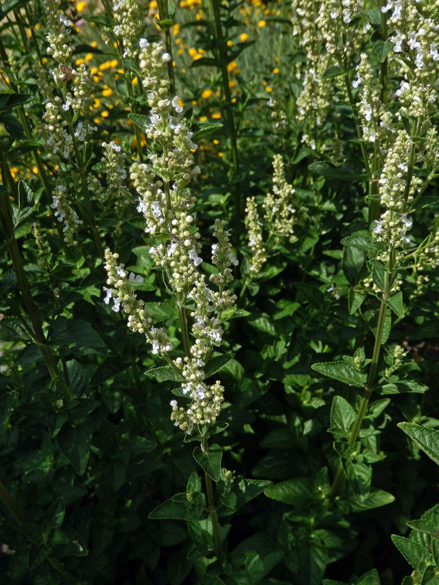 Šanta lesostepní (Nepeta nuda L.)