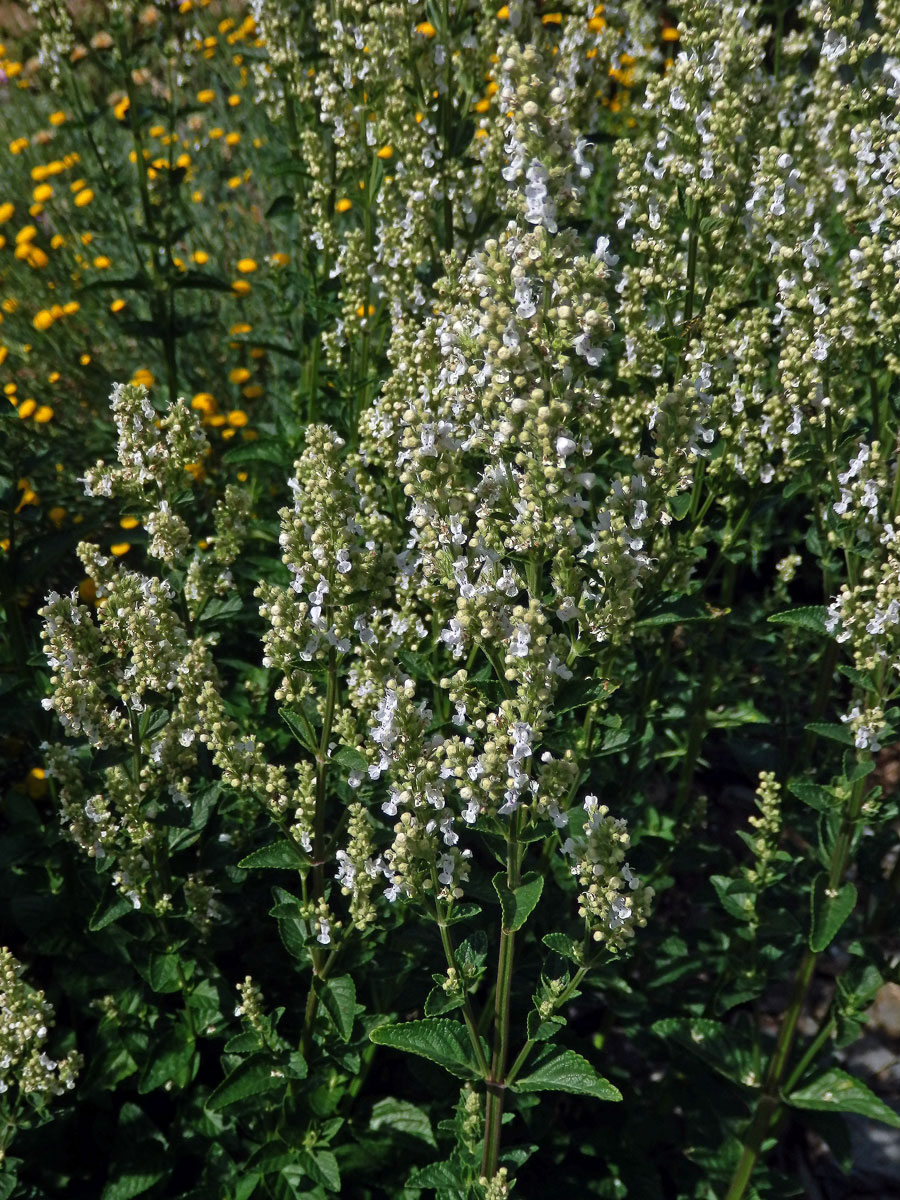 Šanta lesostepní (Nepeta nuda L.)