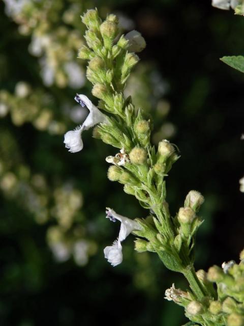 Šanta lesostepní (Nepeta nuda L.)