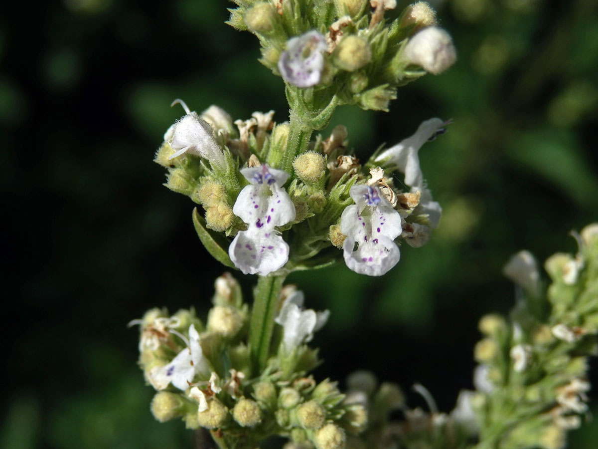 Šanta lesostepní (Nepeta nuda L.)