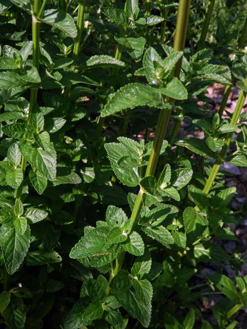 Šanta lesostepní (Nepeta nuda L.)