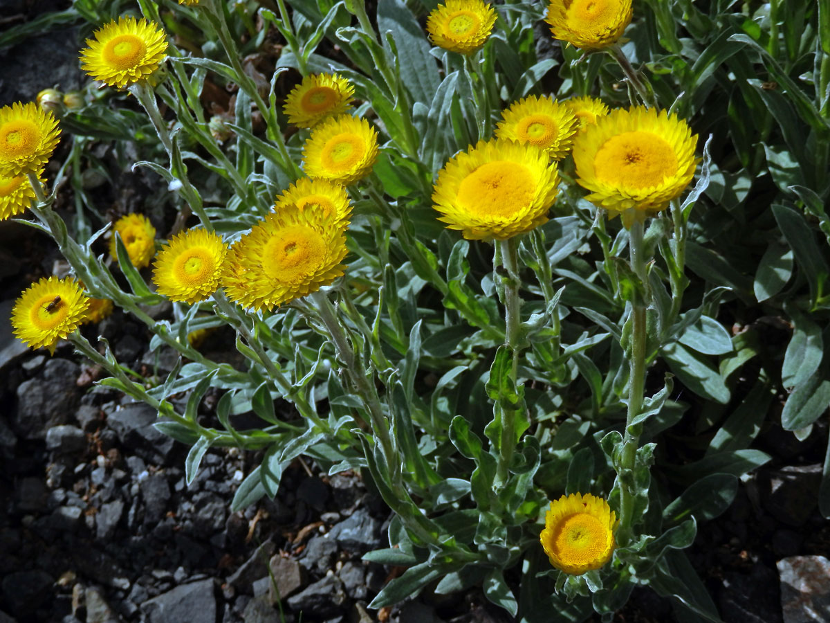 Smil (Helichrysum aureum (Houtt.) Merr.)