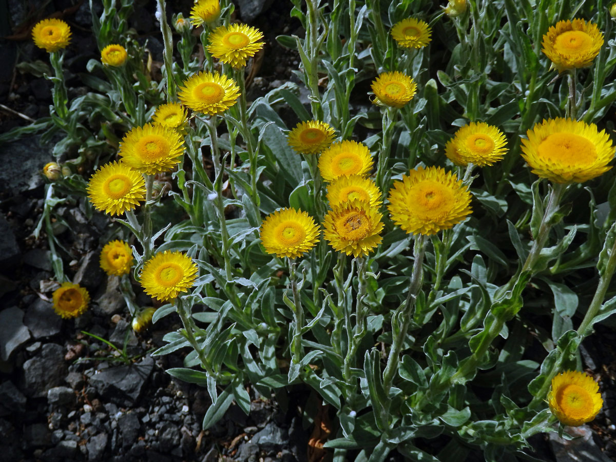 Smil (Helichrysum aureum (Houtt.) Merr.)