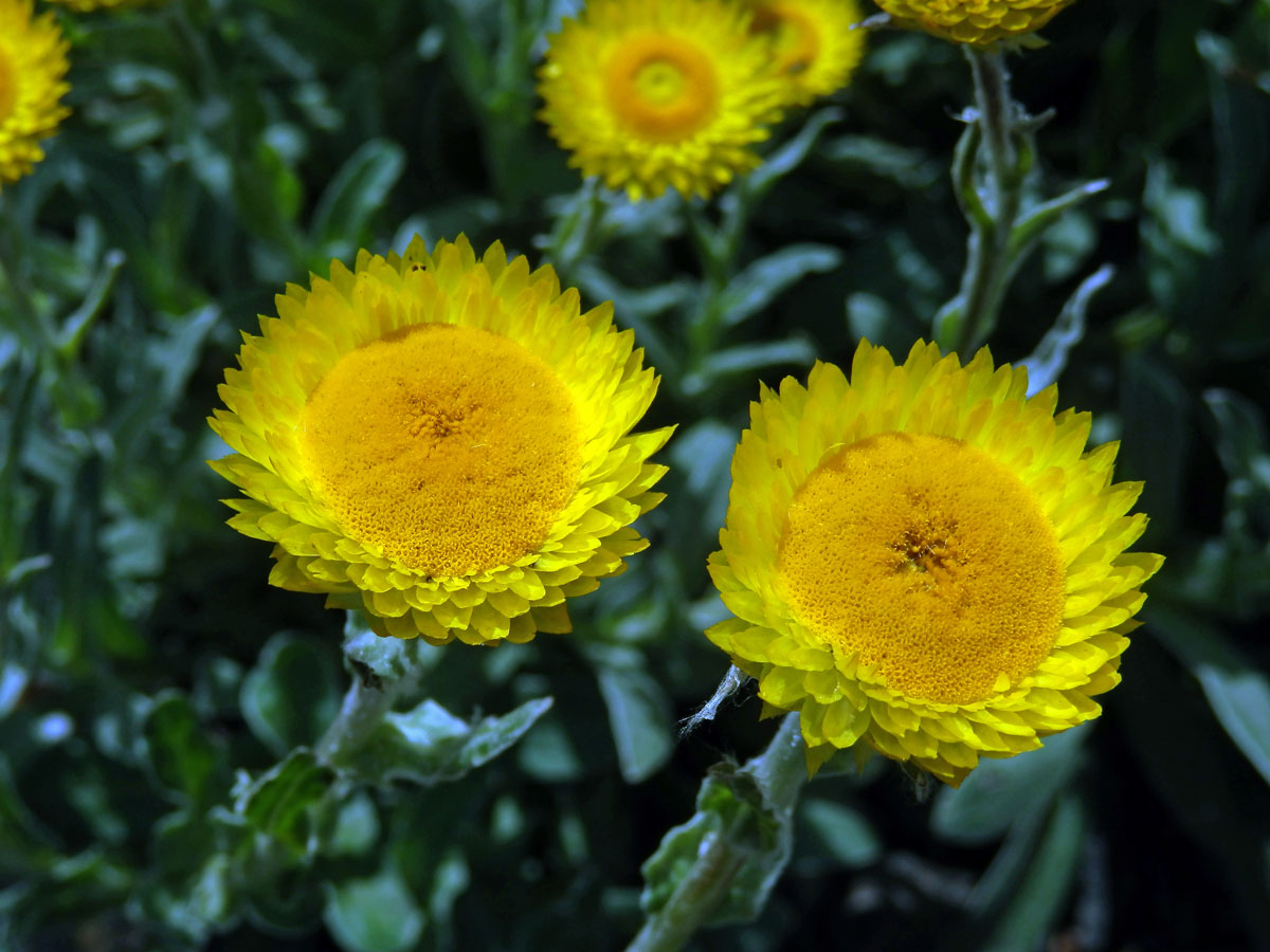 Smil (Helichrysum aureum (Houtt.) Merr.)